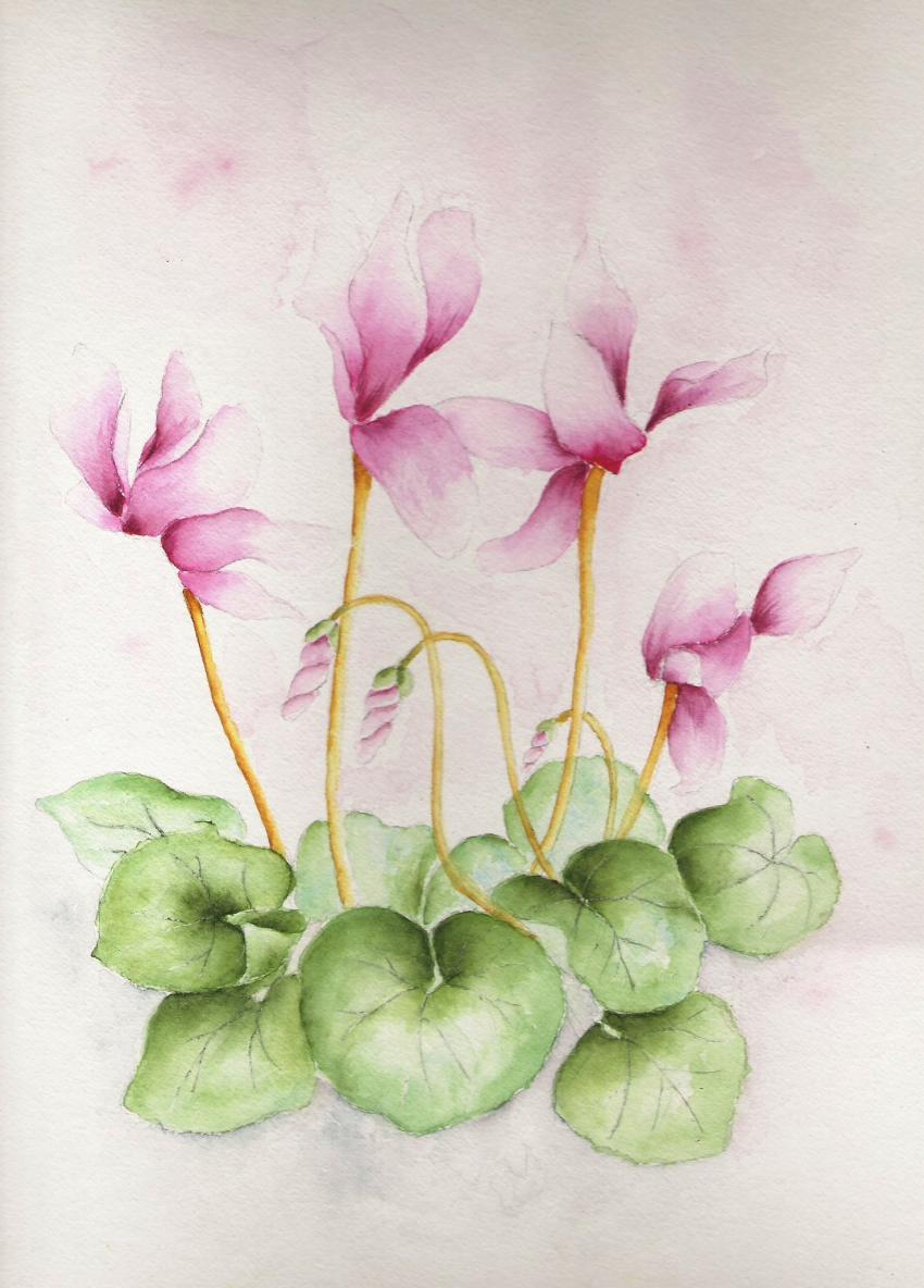 cyclamen