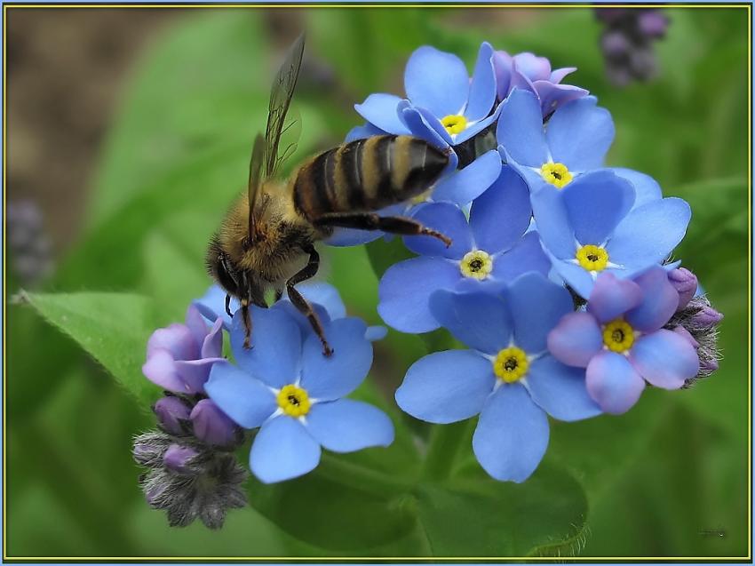 Abeille 2009