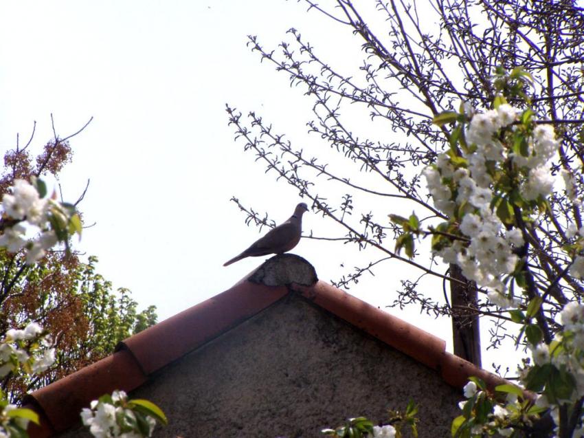 oiseau