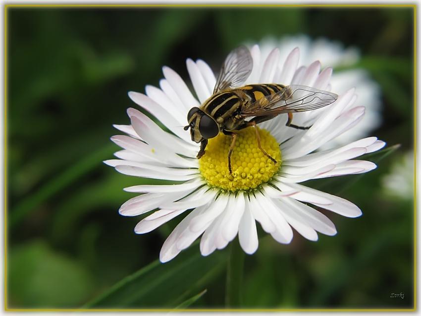 Mouche 16410