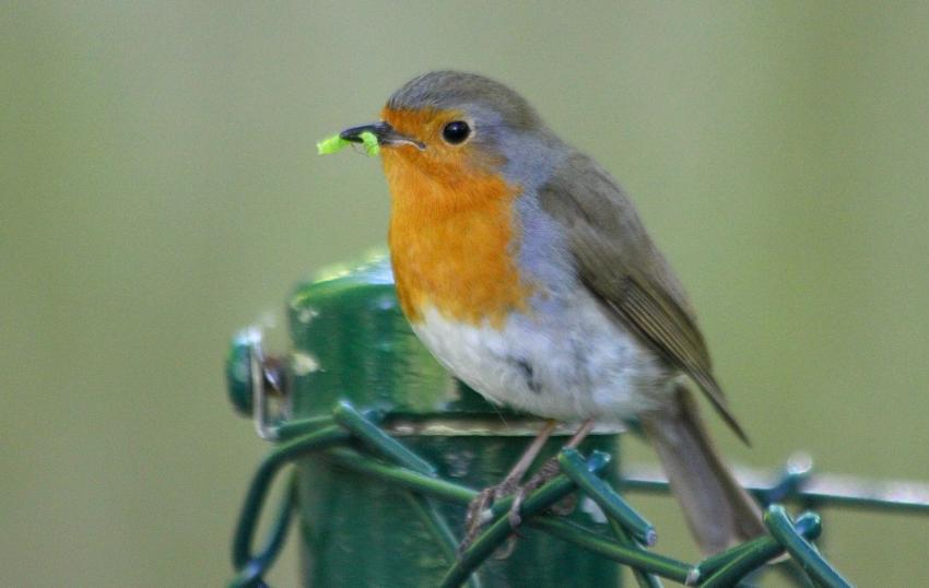 Rouge-gorge (3)