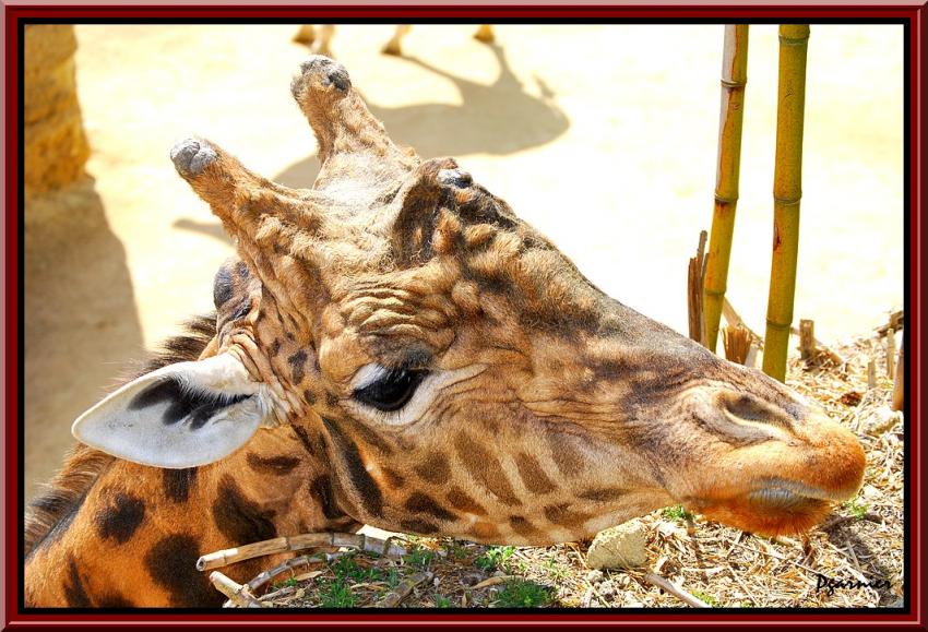 Le zoo et ses habitants.