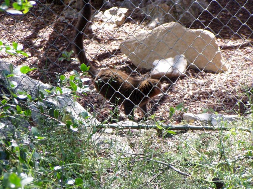 zoo