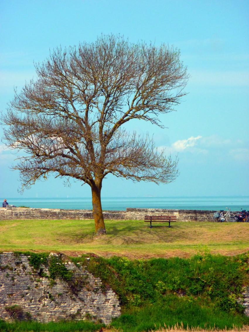 L'arbre de la citadelle