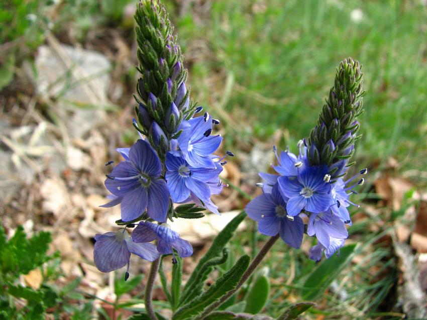 Vronique d'orsini