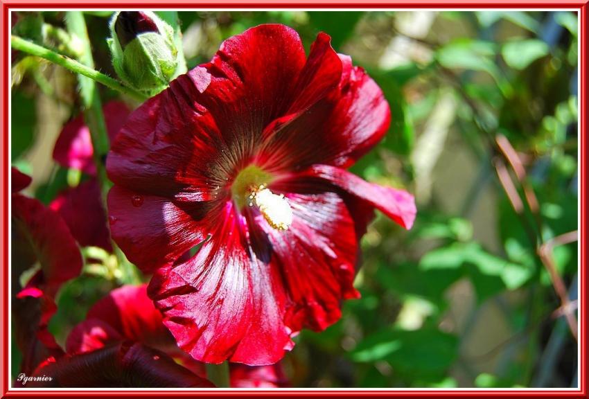 Les fleurs d't