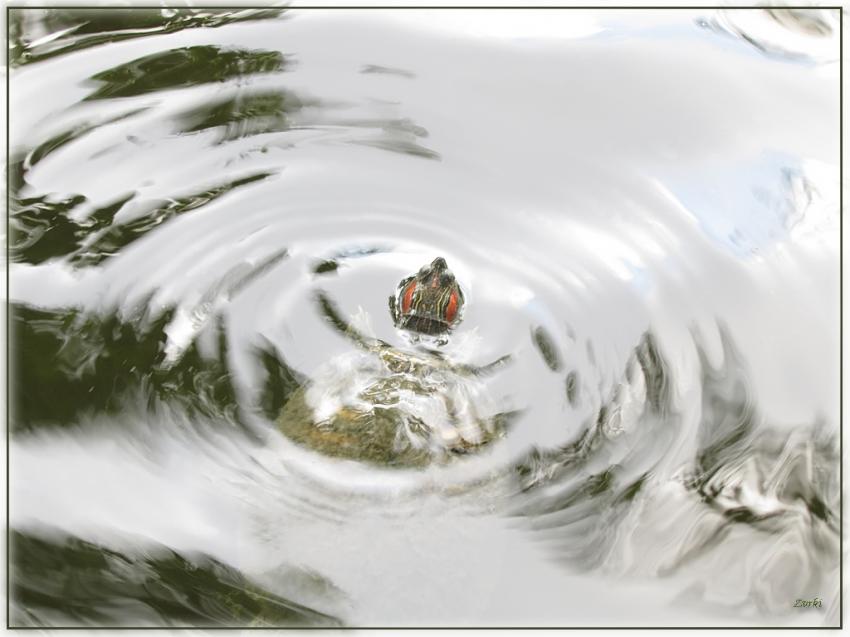 Tortue 14710