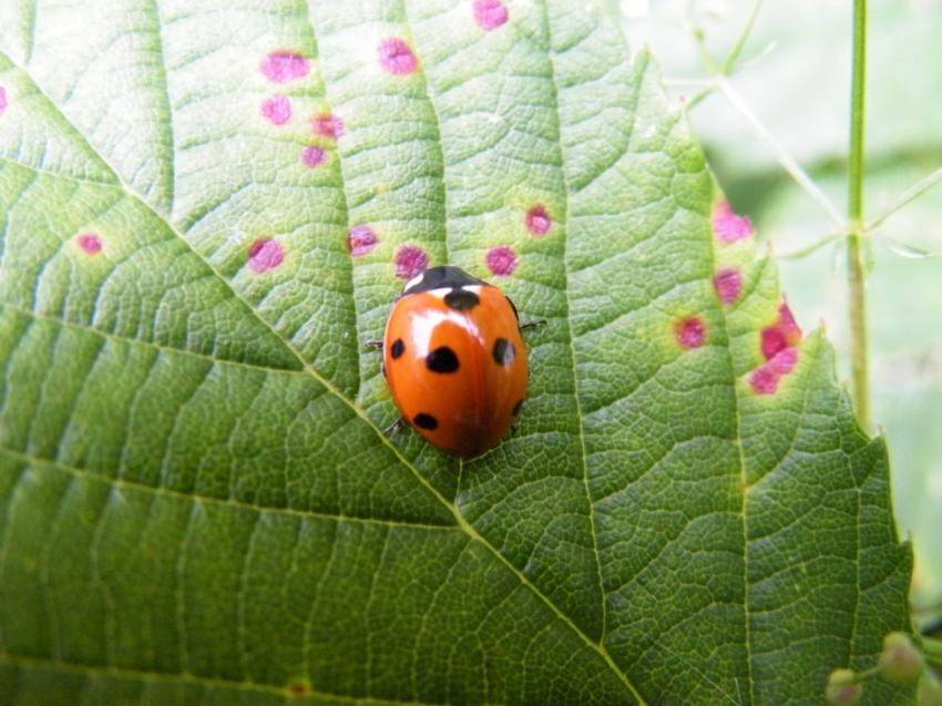 coccinelle