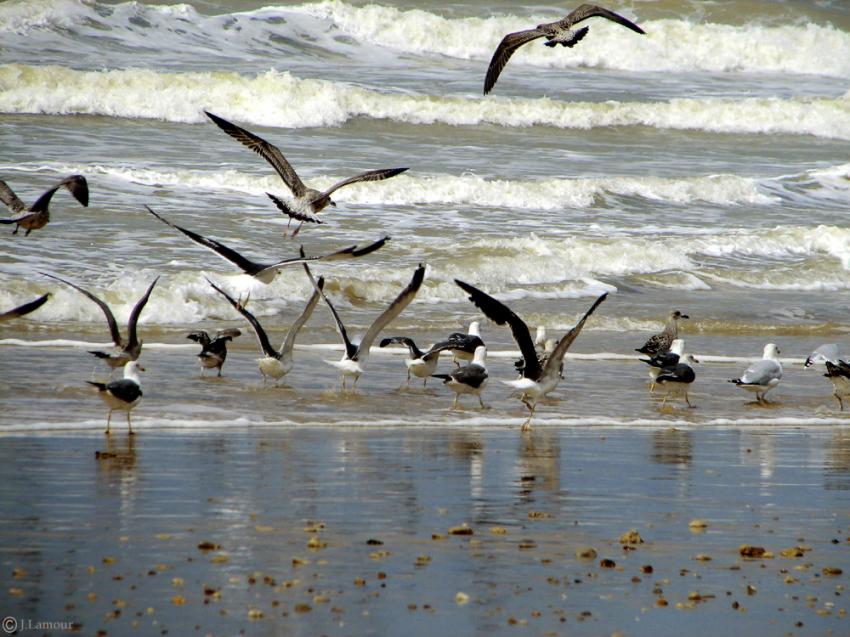 Balade bord de mer