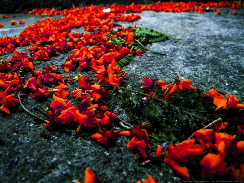 Forgotten Red Flowers
