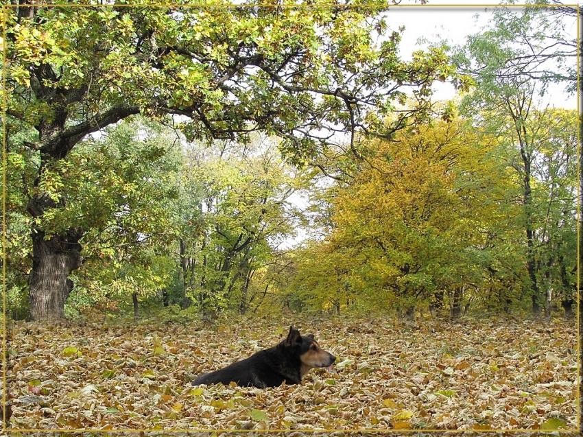 Automne 241010 2b