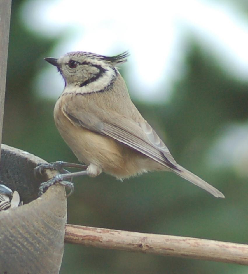 mésange hupée