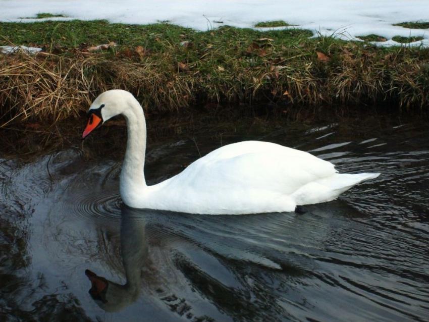 cygne