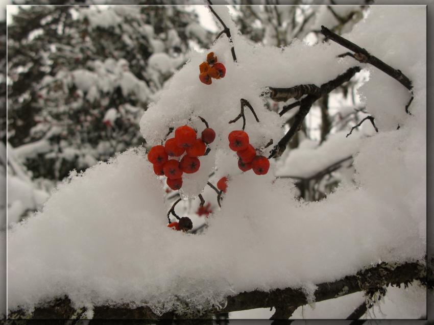 Neige