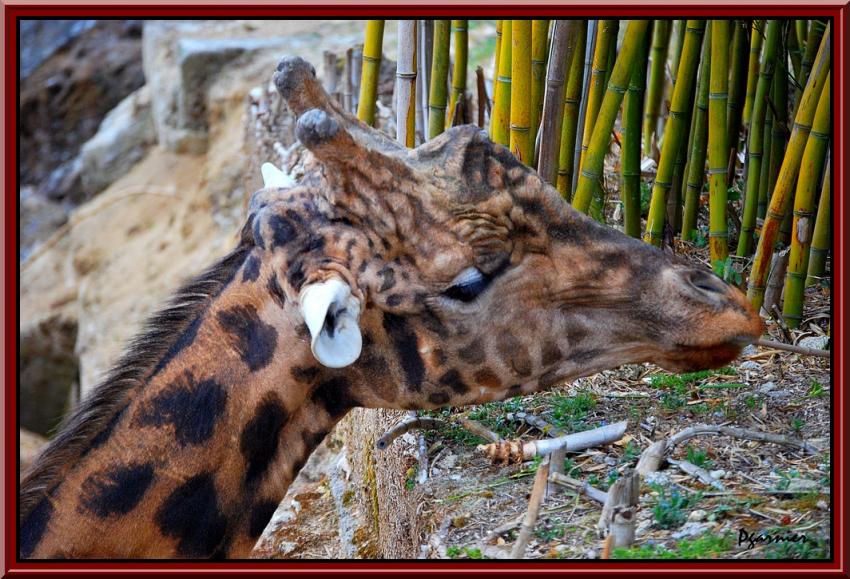 Le zoo et ses habitants.