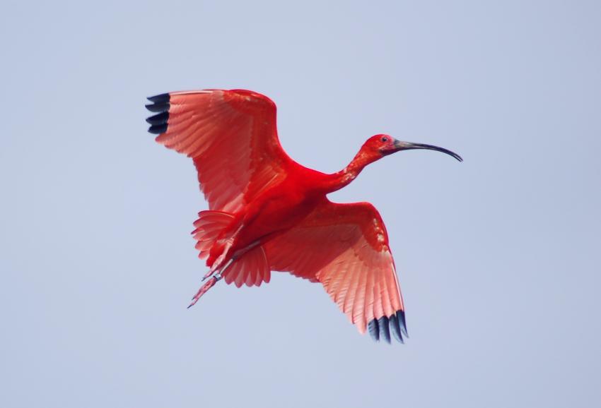 spectacle des oiseaux en vol de villars les dombes