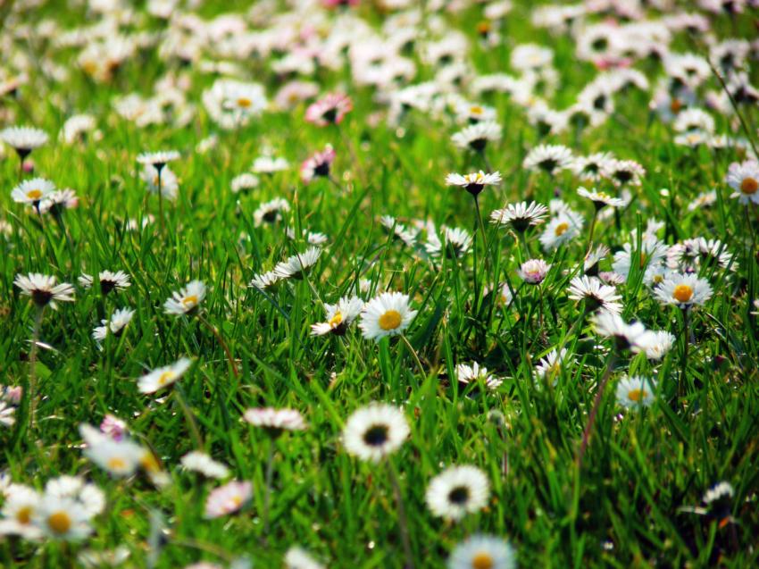 Parterre de fleurs