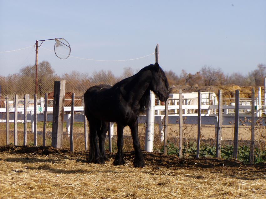 cheval
