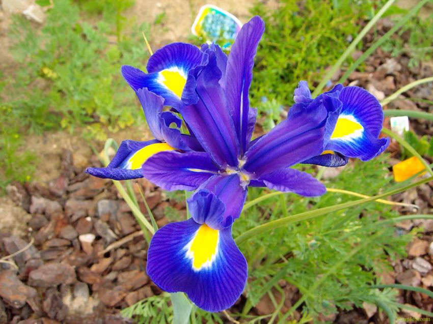 Fleur bleue