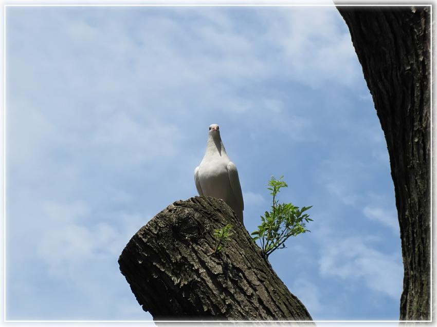 Colombe