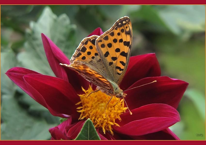 Papillon 10710 2