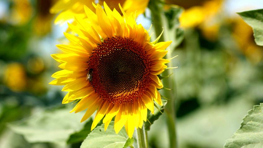 une abeille sur un tournesol