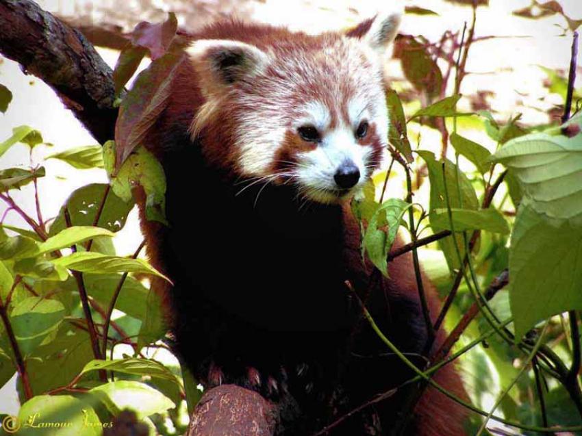 Balade au zoo