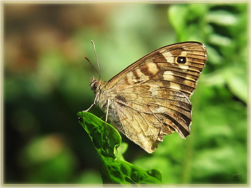 Papillon 7810