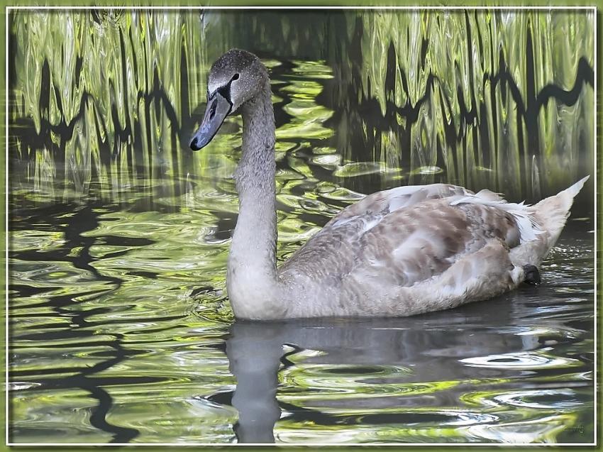 Cygne 24910 c