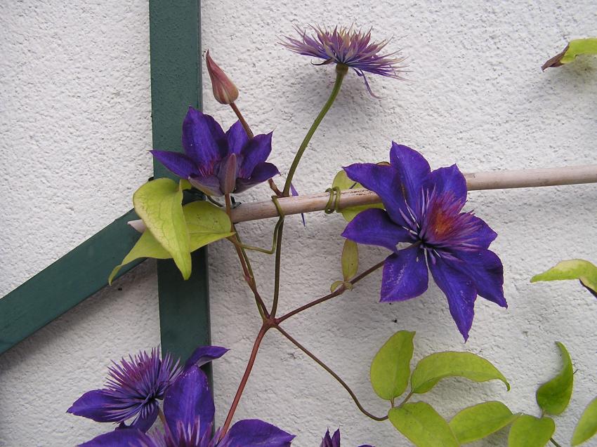 Fleurs