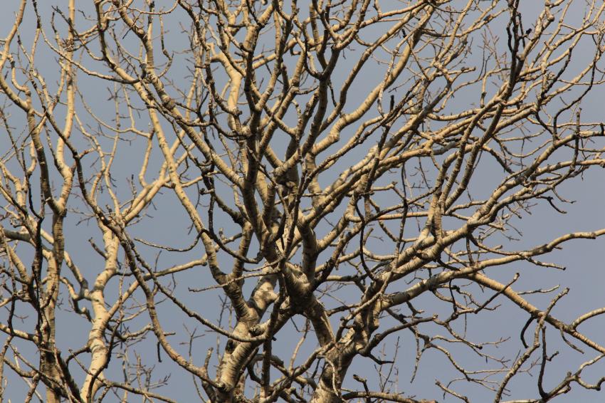 Branches