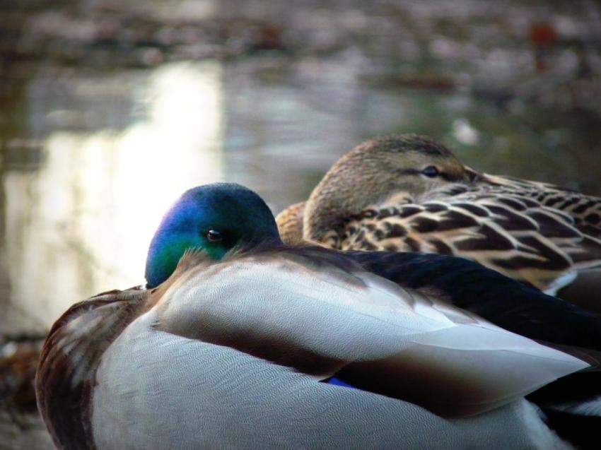 Un froid de canard