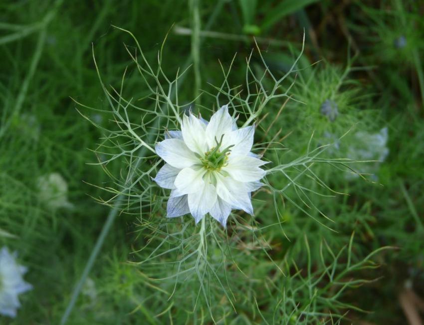 nigelle fleurie