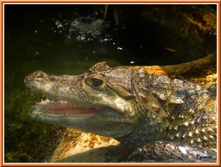 Zoo de Beauval