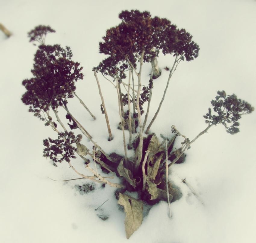 Neige