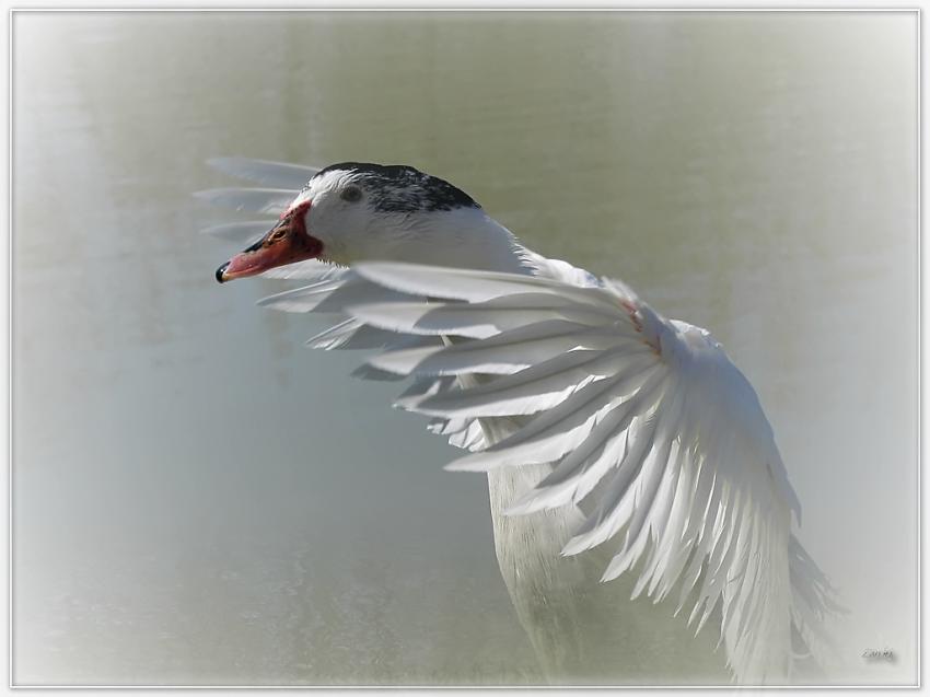 Canard 29310 3