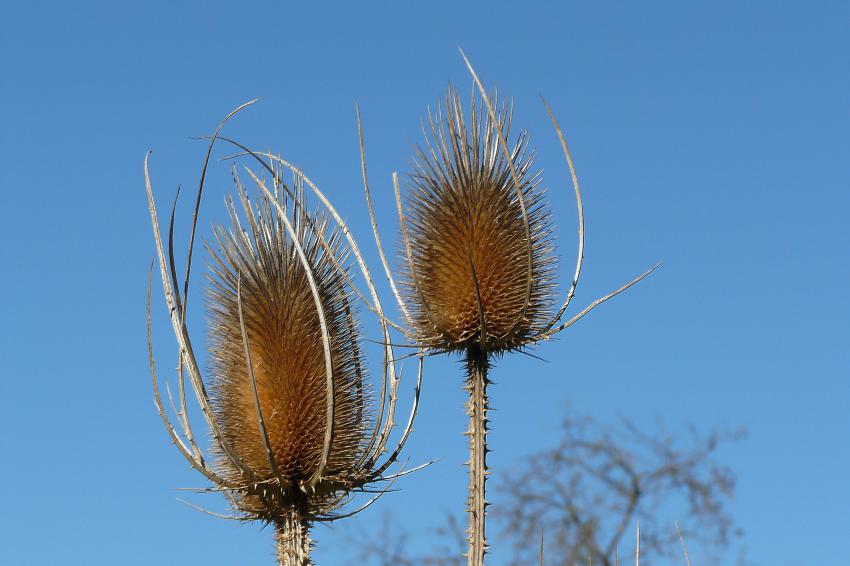 chardons d'hiver