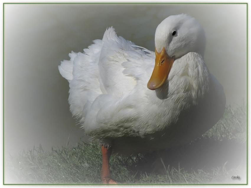 Canard 29310 6