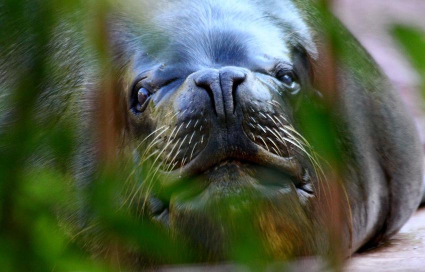 La grosse otarie du zoo (1)