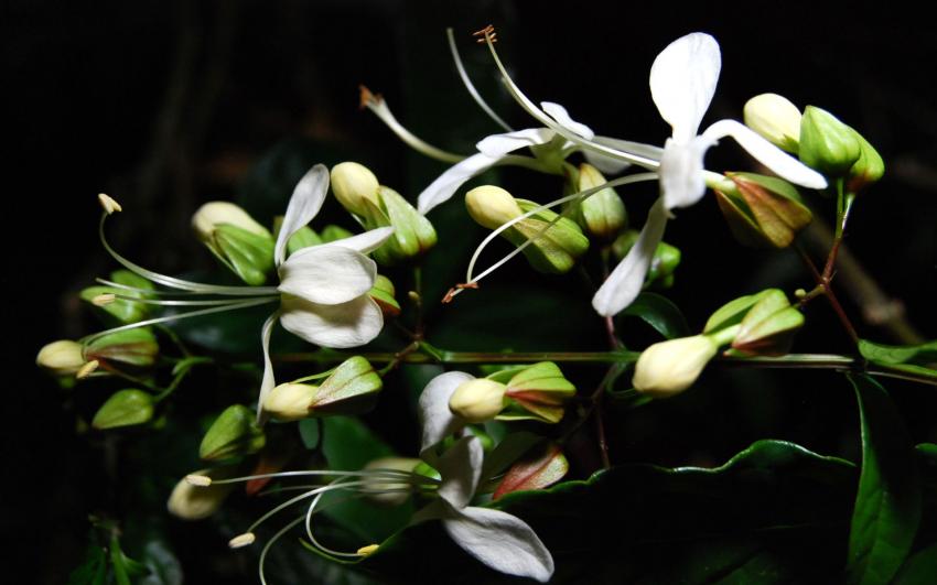 Fleurs de Nol