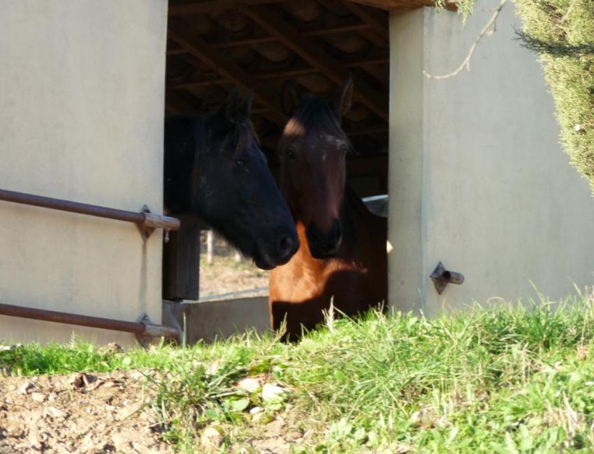 chevaux  curieux