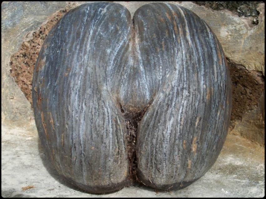 Le fameux Coco fesse...