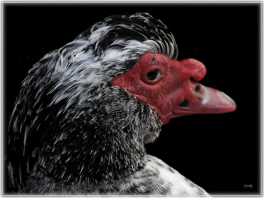 Canard 2010