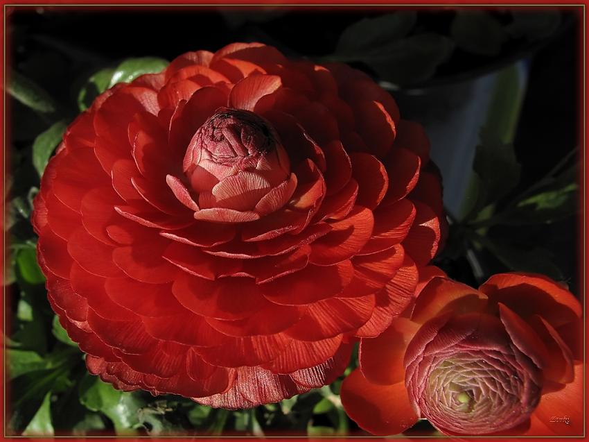 Anemone 25310