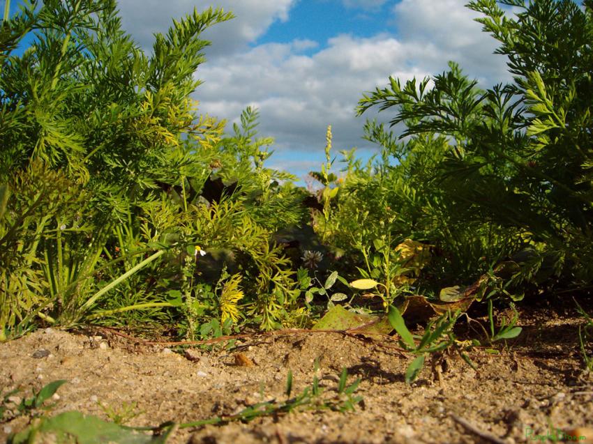 Jardin vu d'en bas