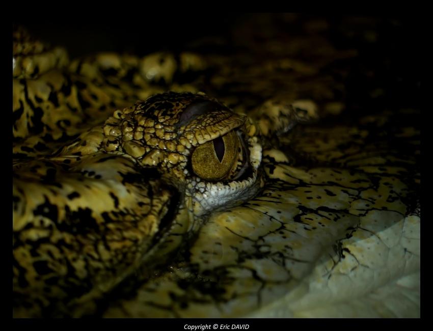 Crocodile