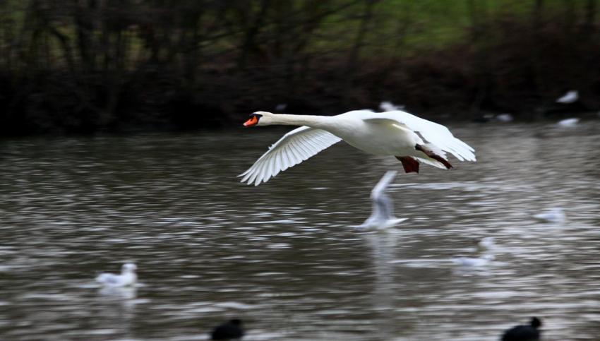 Le vol du cygne (3)