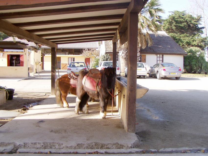chevaux