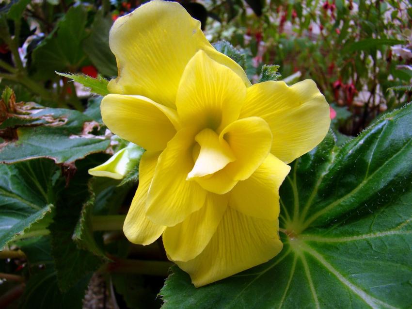 fleeur de begonia geant et de tibouchina