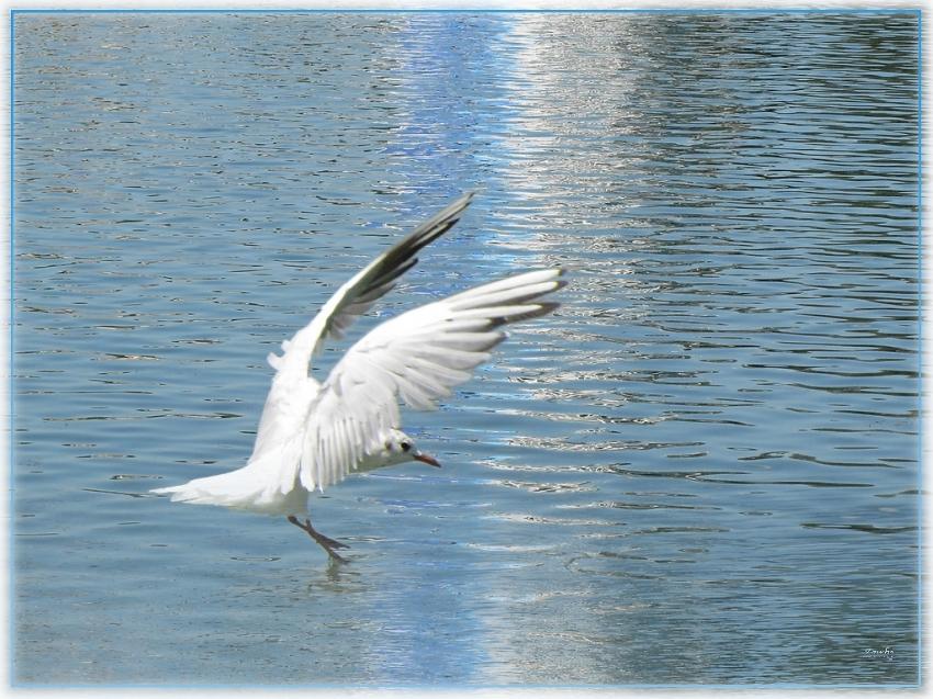 Mouette 30710 6b